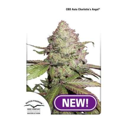 Dutch Passion CBD Charlottes Angel Automatic 3Stk.