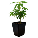 Blueberry Jungpflanze