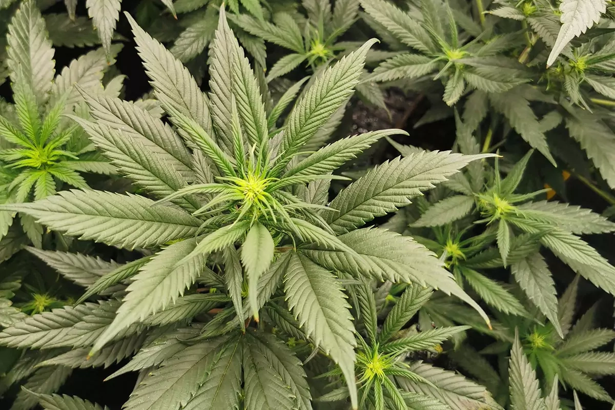 Wie wirkt CBD im Körper? Der Endocannabinoid-Effekt Wie wirkt CBD im Körper? Der Endocannabinoid-Effekt