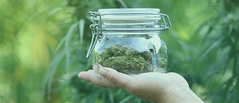 Weed perfekt lagern: Aroma schützen mit Boveda & Co. | Star-Buds-Luzern