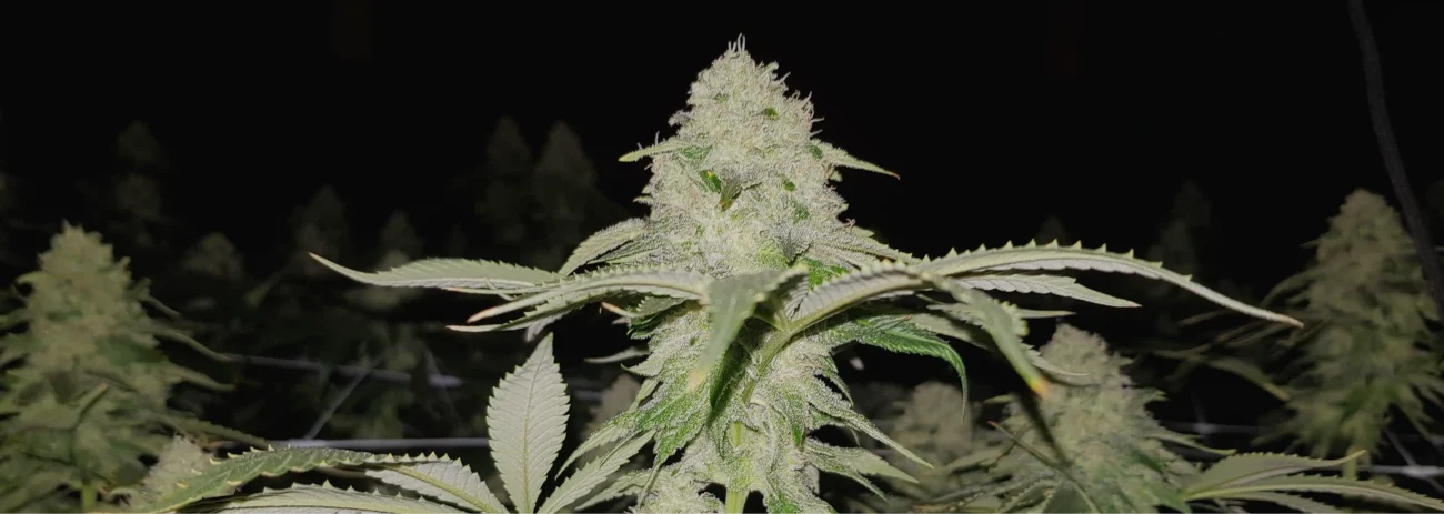 GROWTОBER